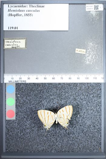 Media type: image;   Entomology 68419